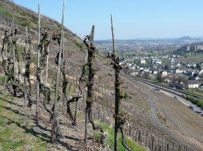 Blick auf Ahrweiler