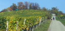Zum Weinwanderweg Niederhausen