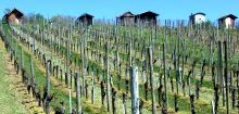Zum Weinlehrpfad Gro&szlig;-Umstadt