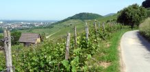 Zum Weinlehrpfad Heppenheim