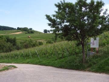 So entstehen neue Rebsorten