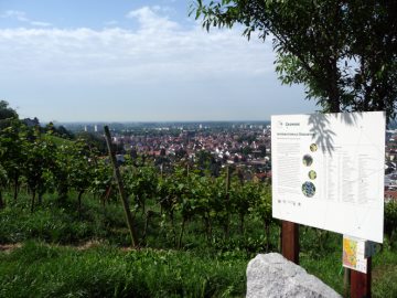 Internationale Rebsorten