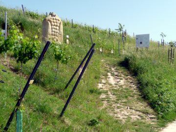 Die wilden Verwandten