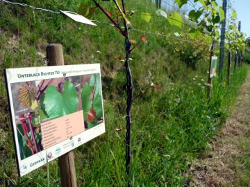 Vitis-Garten und &Ouml;kogarten