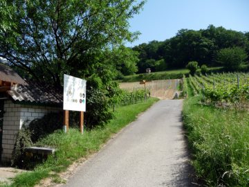 Integrierter Weinbau