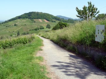 Pilzkrankheiten der Rebe