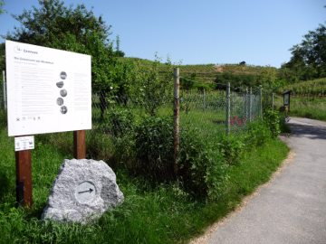 Geschichte des Weinbaus