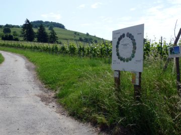 Jahreszyklus der Rebe