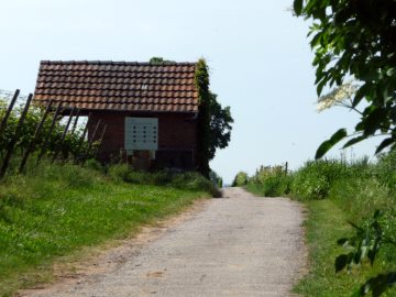 Das Jahr des Winzers