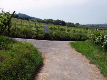 Reblaus und Rebmuttergarten