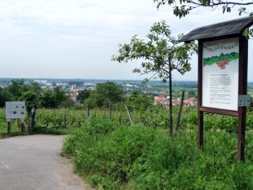 Mineralien in der Weinbereitung