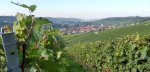 Zum Weinlehrpfad Sommerhausen