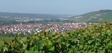 Zum Weinlehrpfad Th&uuml;ngersheim