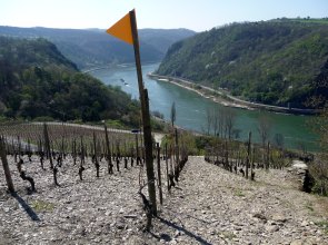 Blick auf den Rhein