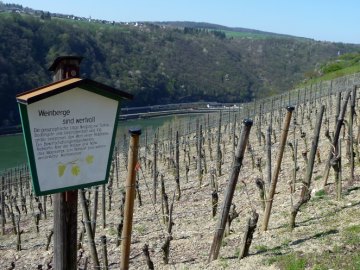 Tafel Weinberge sind wertvoll