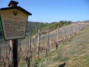 Tafel M&uuml;ller-Thurgau