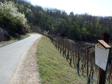 Tafel Sp&auml;tburgunder