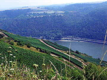 Blick &uuml;ber den Rhein
