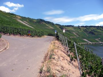 Hinein in die Weinberge