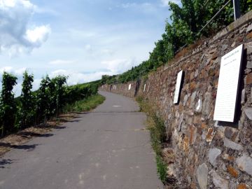 Tafeln Sekt und Sektherstellung