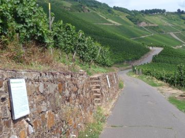 Lagerung und Lebensdauer von Moselweinen