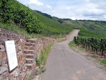 Wein in Gesundheit und Ern&auml;hrung