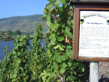 Die Rieslingrebe