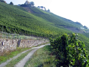 Weiter auf dem Wirtschaftsweg