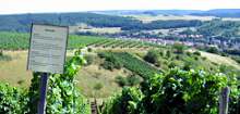 Zum Weinlehrpfad Guldental