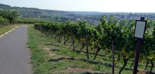 Zum Weinlehrpfad Windesheim