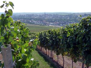 Blick auf Windesheim