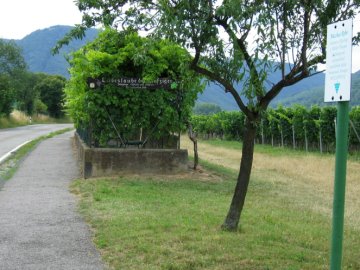 Liebeslaube der Fünfziger