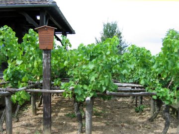 Reberziehung im Kammertbau