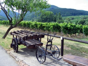 Schautafel "Ursprünge der Rebkultur"
