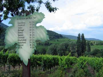 Schautafel "Ursprünge der Rebkultur"