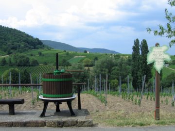 Schautafel "Ursprünge der Rebkultur"