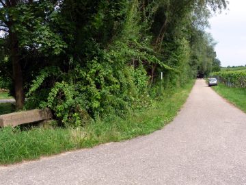 Schautafel "Ursprünge der Rebkultur"