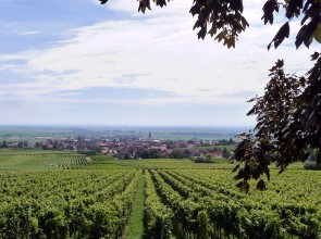 Blick auf Maikammer