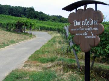 Dornfelder und Verwandte