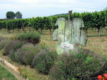 Schädlinge im Weinbau
