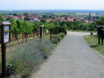 Rebsorten-Steckbriefe