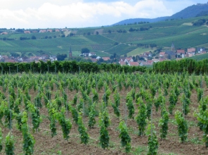 Blick auf Siebeldingen