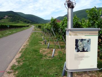 Morio-Muskat und Muskovit