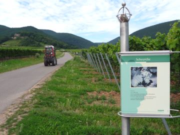 Tafel Scheurebe und Galenit