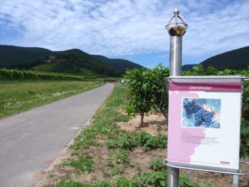 Tafel Dornfelder und Brauneisen