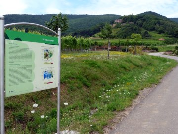 Der Rebsortenspiegel