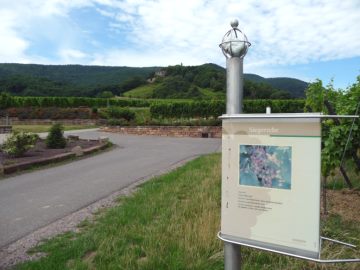 Tafeln Ortega, Dunkelfelder, Siegerrebe