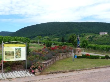 Weinbergsterrassen im Kastanienwald
