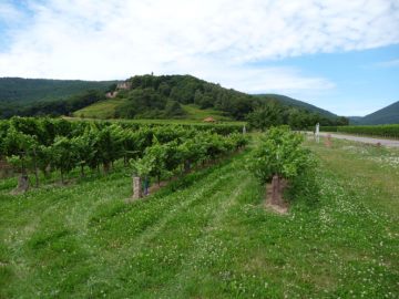 Historischer Weinberg