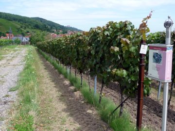 Malenga, Cabernet Sauvignon, Cabernet Mitos